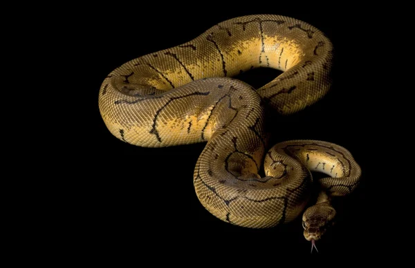 Python de balle de souffle de citron — Photo