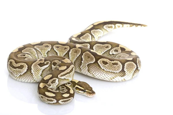 较小的白金球 python — 图库照片