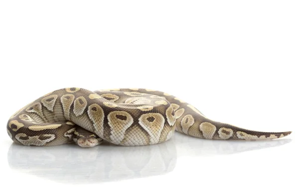 Małopolskie python piłkę platyny brzuch — Zdjęcie stockowe