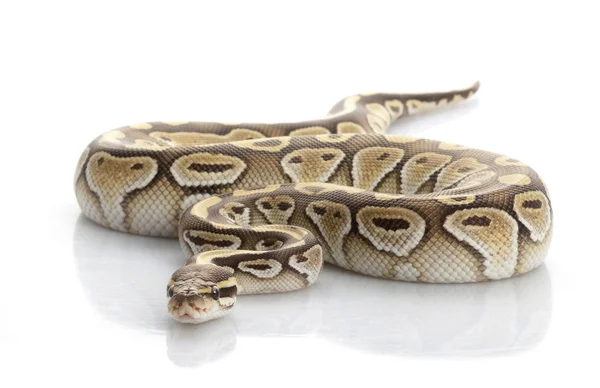 Menší platinové břicho Ball Python — Stock fotografie