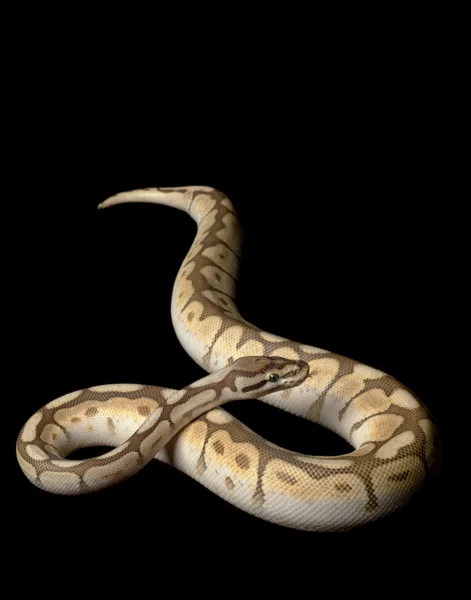 Pequeño Platino Spider Ball Python — Foto de Stock