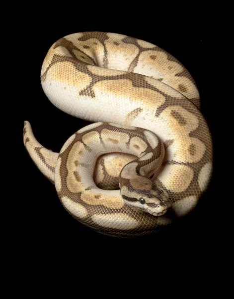 Menší platinové pavouk míč python — Stock fotografie