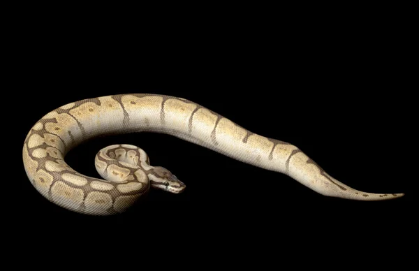 Menší platinové pavouk míč python — Stock fotografie