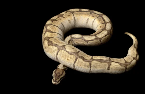 Menší platinové pavouk míč python — Stockfoto