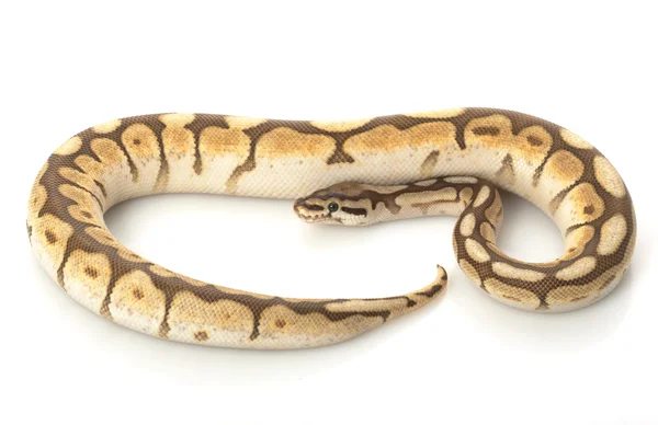 Kisebb platina pók Ball Python — Stock Fotó