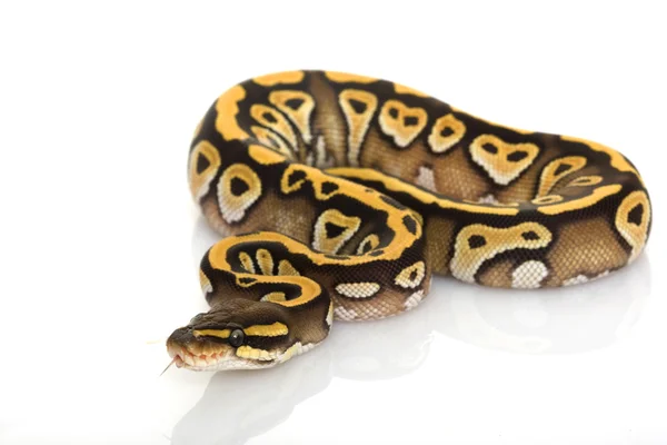莫哈韦沙漠球 python — 图库照片