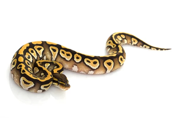 Mojave Bola Python — Fotografia de Stock