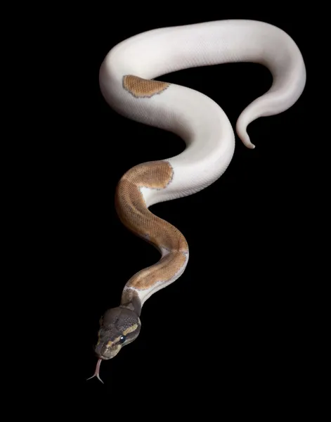 莫哈韦沙漠花斑球 python — 图库照片