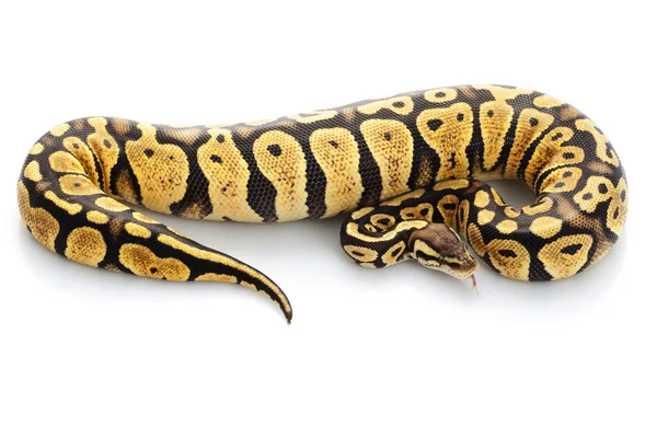 Bola hembra Mojave Python — Foto de Stock