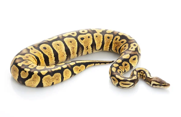 Kvinnliga mojave ball python ( — Stockfoto