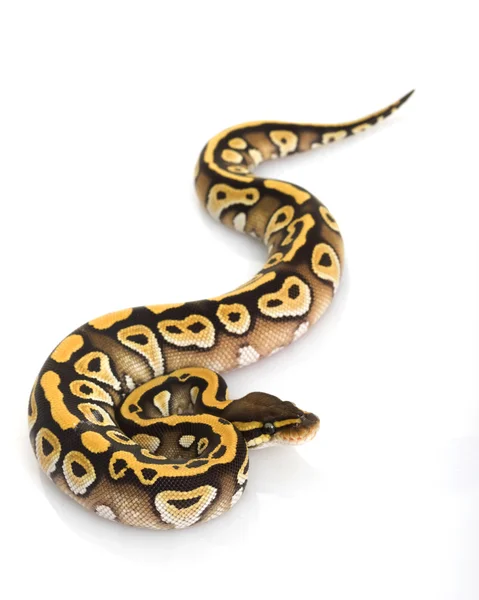 Python piłkę Mojave — Zdjęcie stockowe