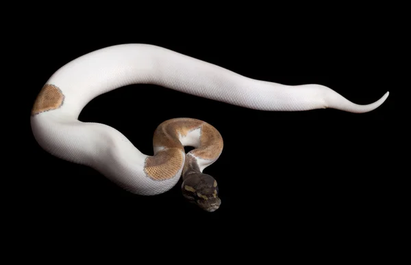 Mojave Piebald Ball Python — Stock Photo, Image