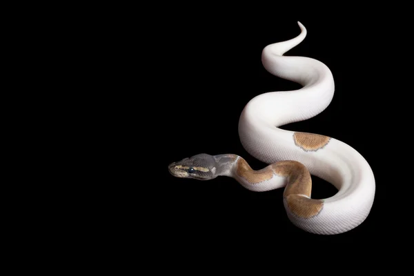 Mojave python piłkę biało-czarnego — Zdjęcie stockowe