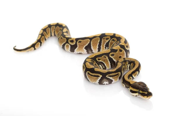 Ball Python — Stock Photo, Image