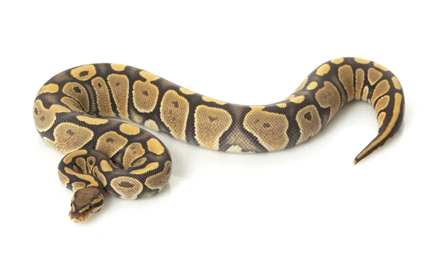 Bola fantasma laranja Python — Fotografia de Stock