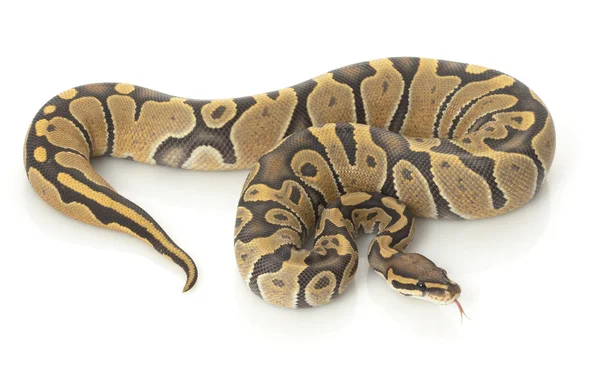 Orange Ghost Ball Python — Stock Photo, Image