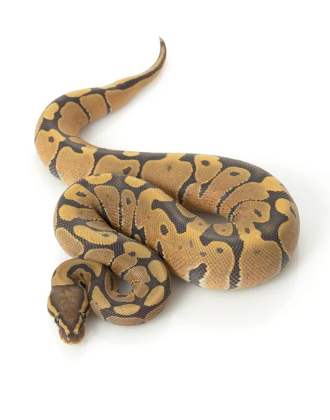 Orangefarbener Geisterball-Python — Stockfoto