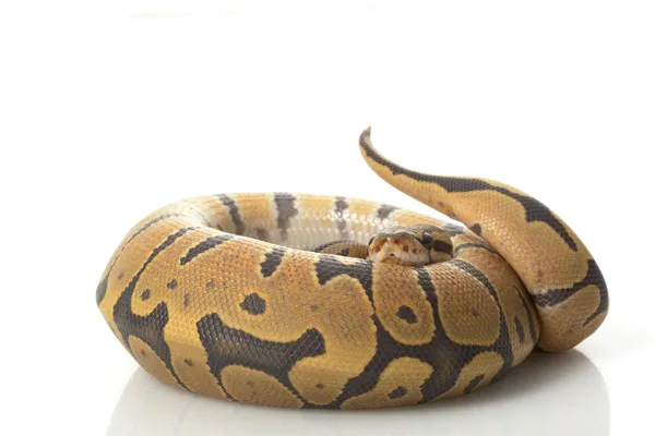 Orange Ghost Ball Python — Stock Photo, Image