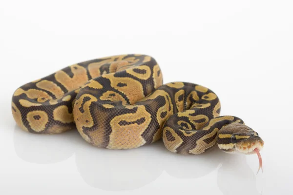 Python bola de hipopótamo — Fotografia de Stock