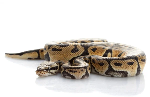 Pastel bal python — Stockfoto