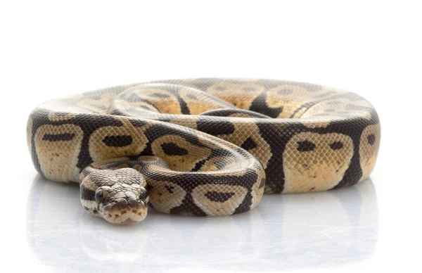 Pastel top python — Stok fotoğraf