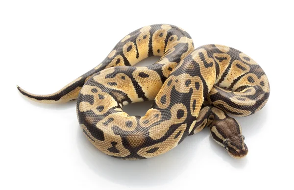 Pastel Ball Python — Stock Photo, Image