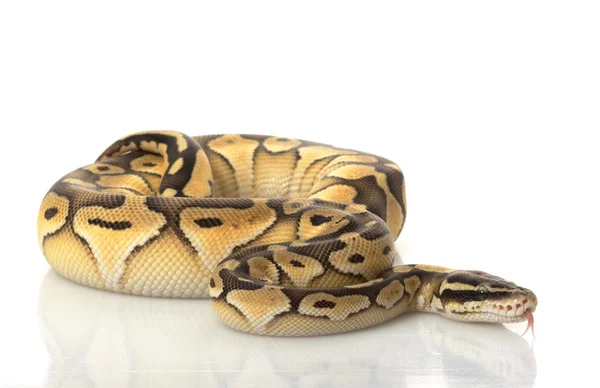 粉彩黄油球 python — 图库照片