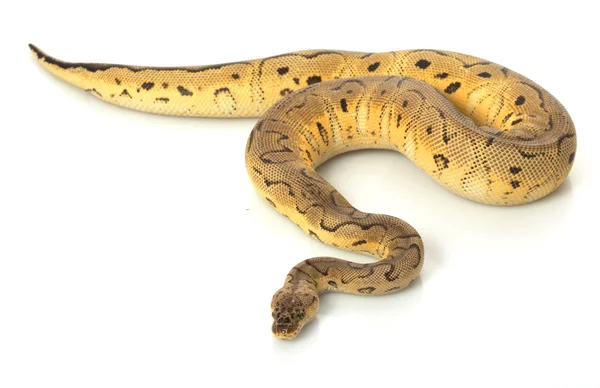 Pastel palyaço top python — Stok fotoğraf