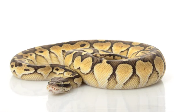 Bola de manteiga pastel Python — Fotografia de Stock