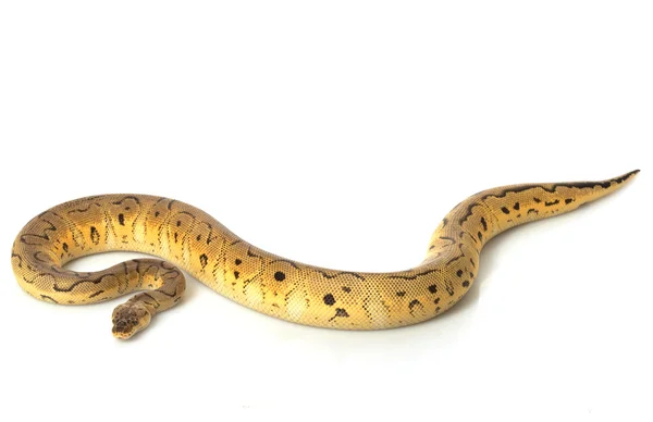 Pastelowe pajac piłka Pythona — Zdjęcie stockowe