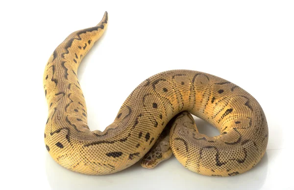 Palla di pagliaccio pastello Python — Foto Stock