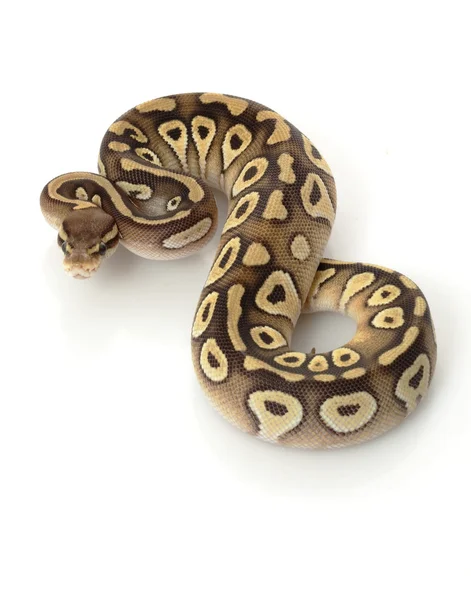 Pastel mojave bal python — Stockfoto