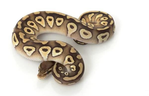 Pastell mojave ball python — Stockfoto