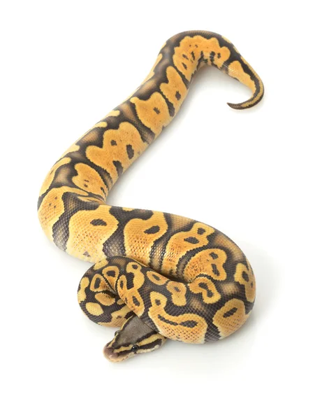 Pastel oranje ghost bal python — Stockfoto