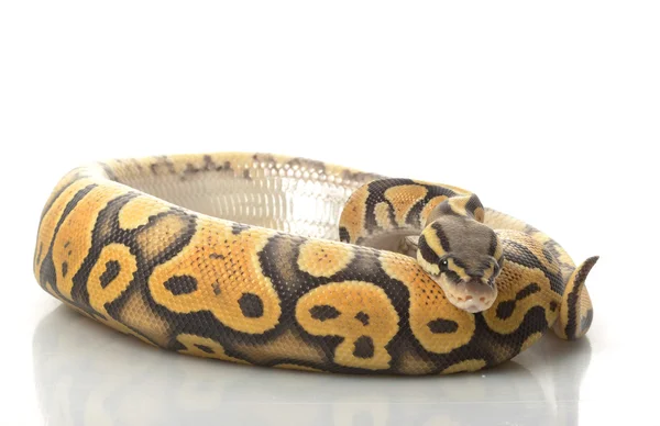 Pasztell narancs Ghost Ball Python — Stock Fotó