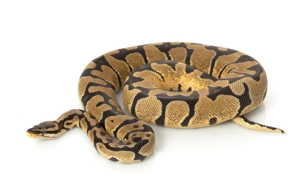 Pastel woma bal python — Stockfoto