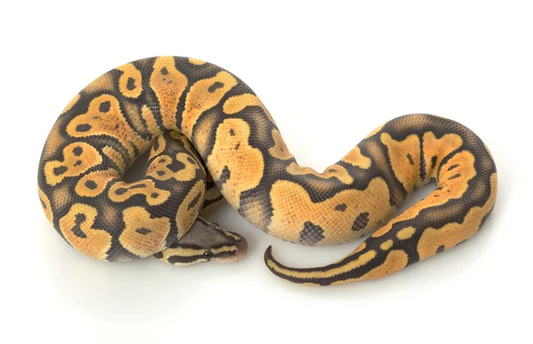 Bola fantasma laranja pastel Python — Fotografia de Stock