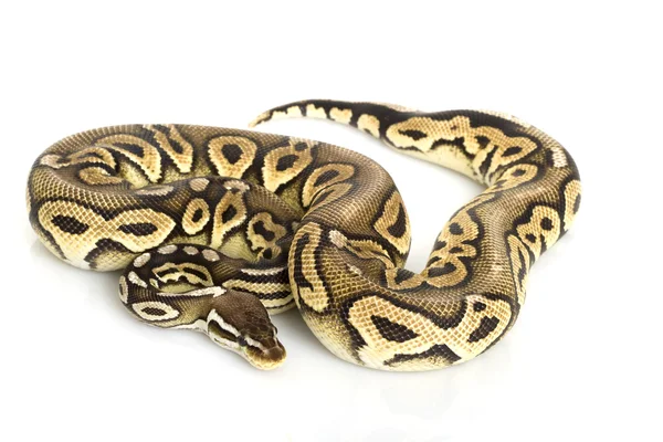 Zinnkugel-Python — Stockfoto