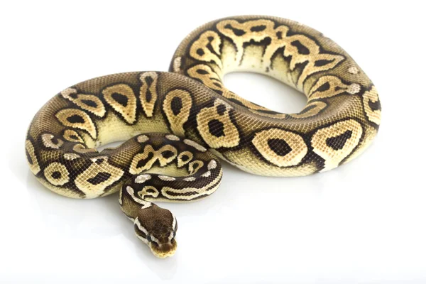 Python bola do pewter — Fotografia de Stock