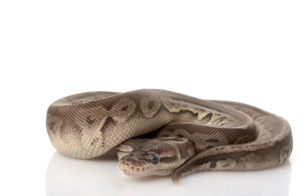 Pewter Ball Python — Stock Photo, Image