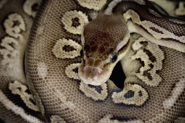Kalay topu python — Stok fotoğraf