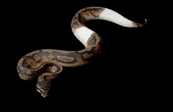 Piebald Ball Python — Stok Foto