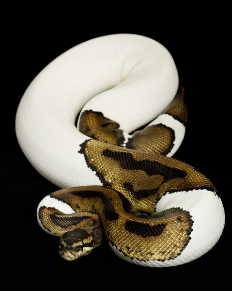 Pie plešatý míč python — Stock fotografie