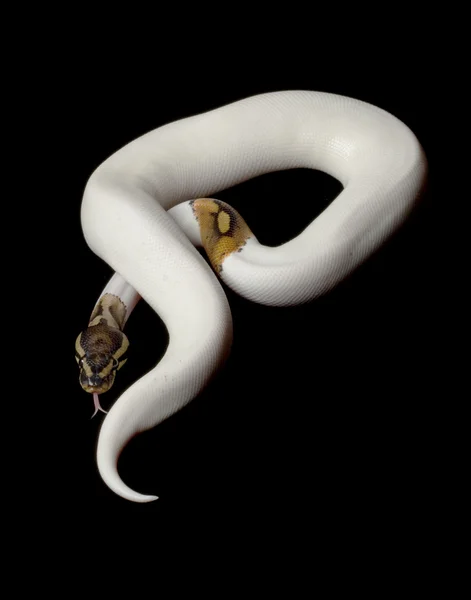 Piebald Ball Python — Stock Photo, Image