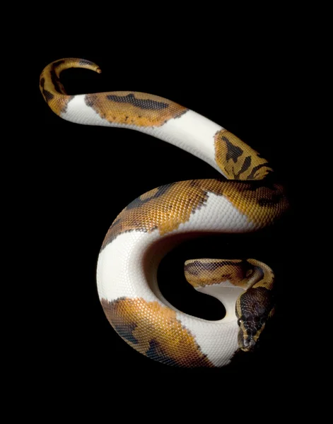 Python boule Piebald — Photo