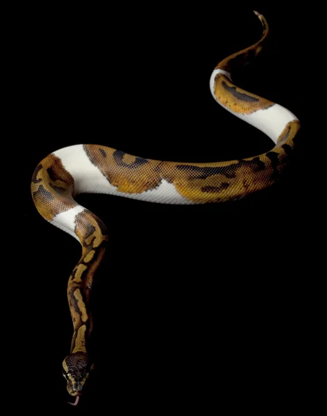 Python piłkę biało-czarnego — Zdjęcie stockowe