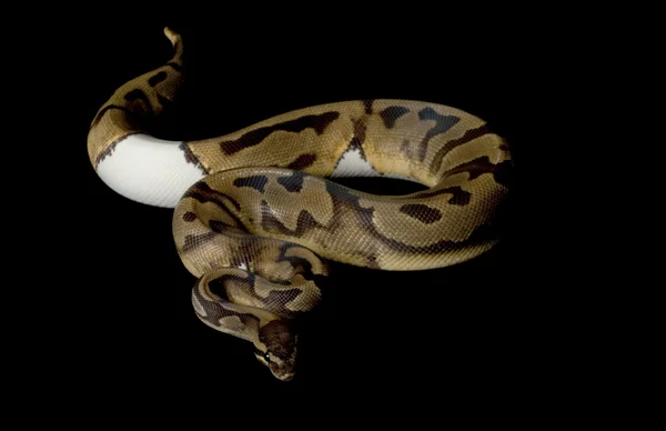 Piebald Bola Python — Fotografia de Stock