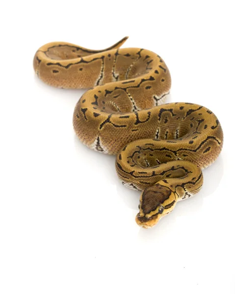 Bola de rayas Python — Foto de Stock