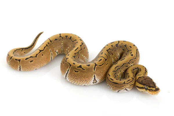 Pinstripe Ball Python — Stock Photo, Image