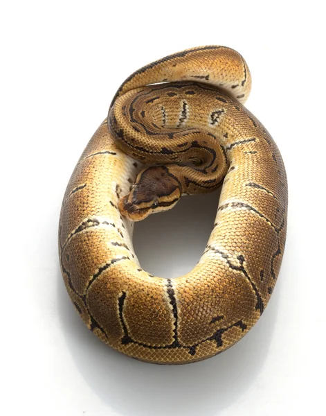 条纹球 python — 图库照片